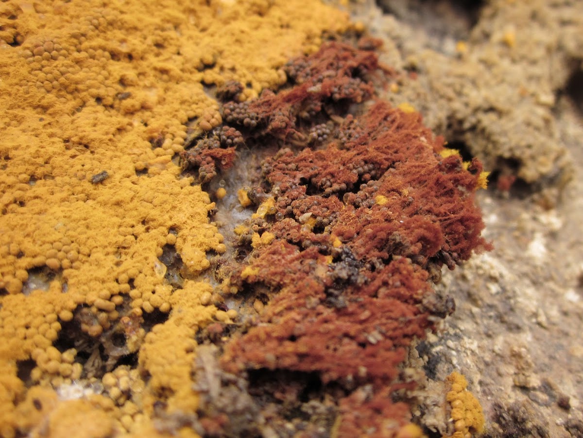 Slime-mold meeting