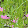 Meadow Pink or Texas Star