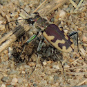 Beautiful Tiger Beetle