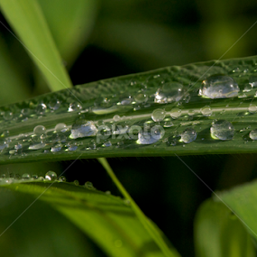 by Milind Lele - Nature Up Close Leaves & Grasses
