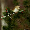 Hermit thrush