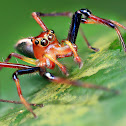 Wide Jawed Viciria Jumping Spider
