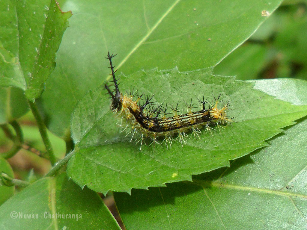 Common Castor Caterpillar