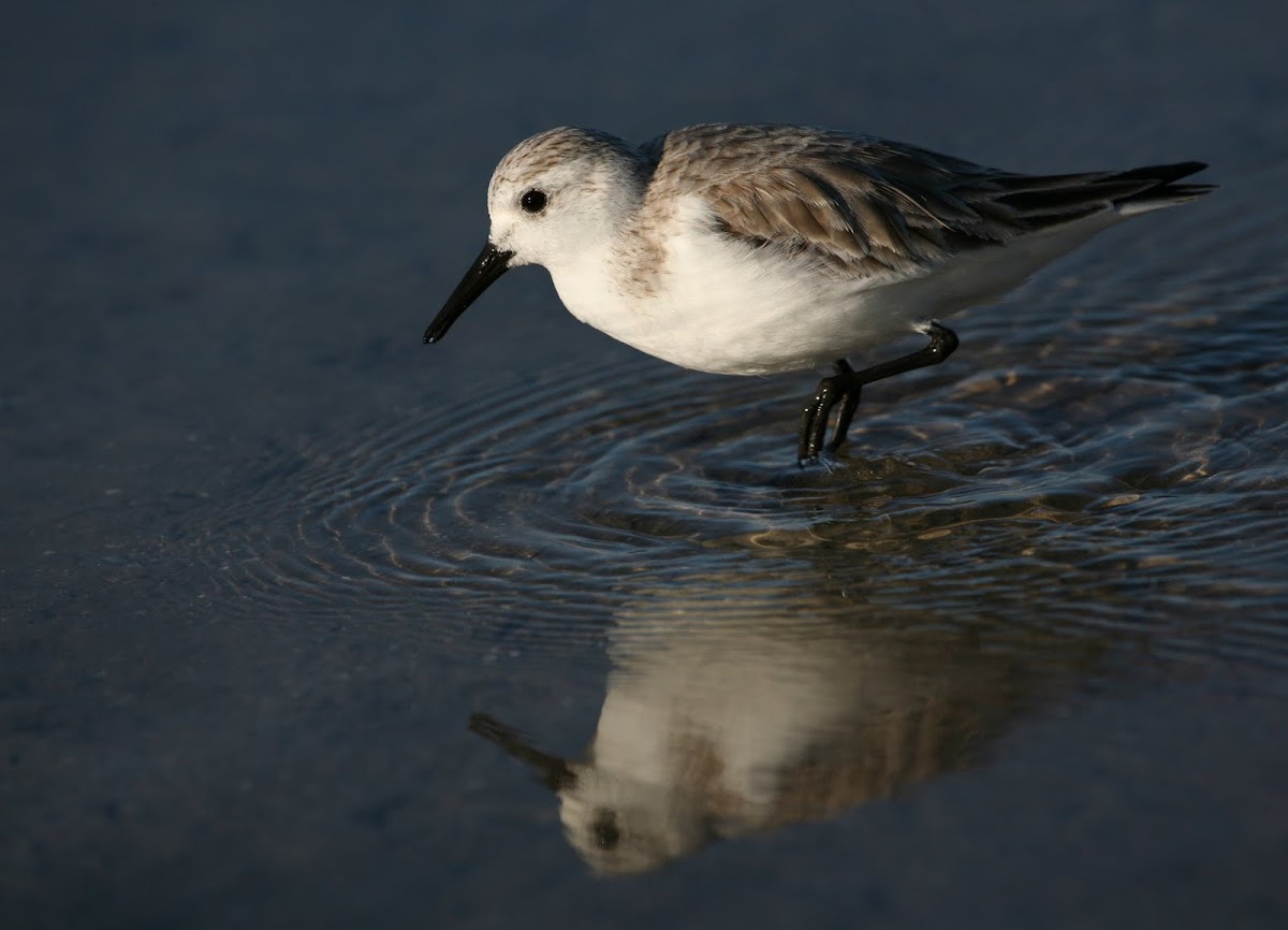 Sanderling