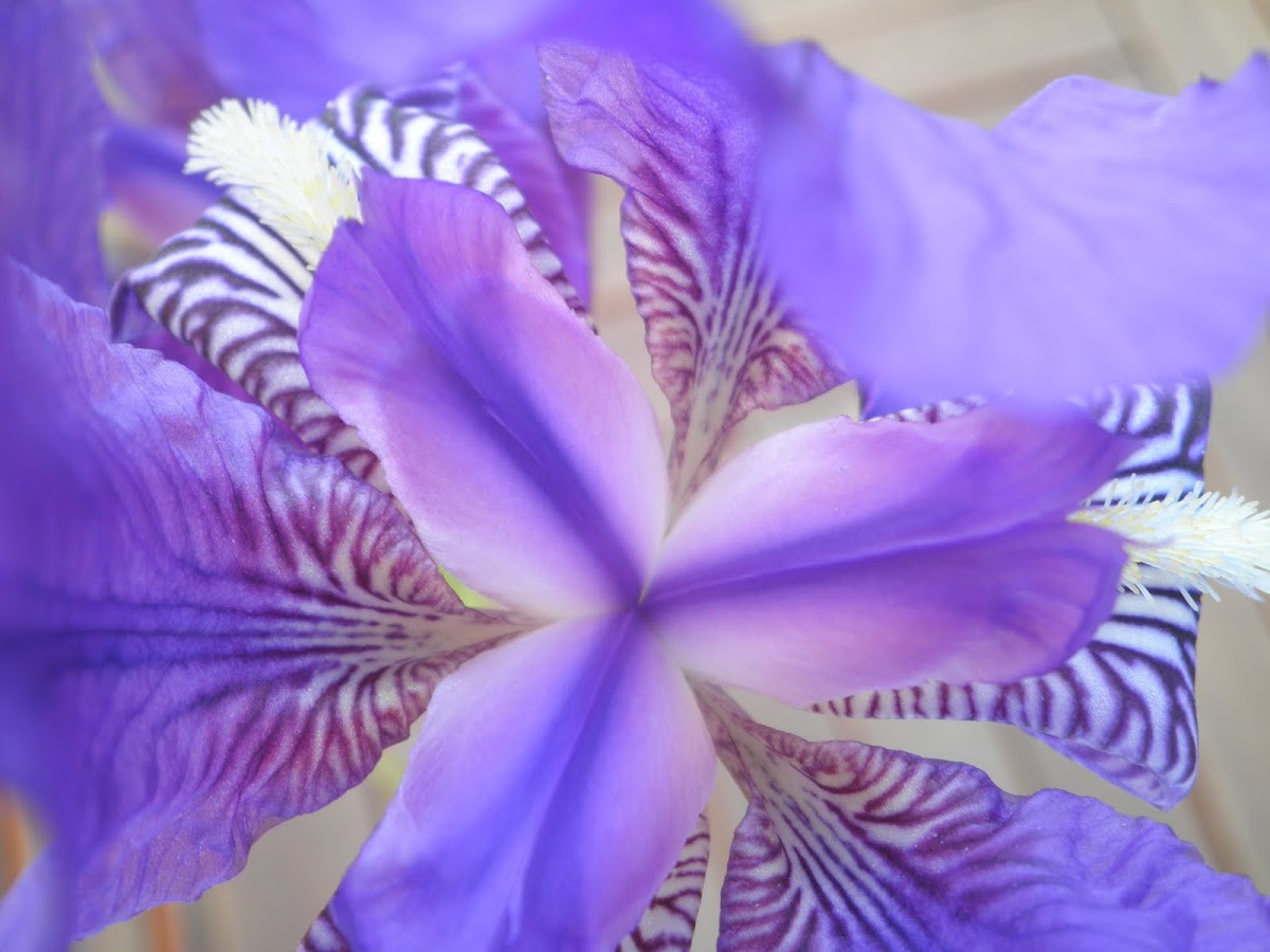 Iris, lirio o flor de lis