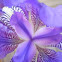 Iris, lirio o flor de lis