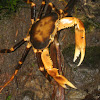 Rainforest Crab