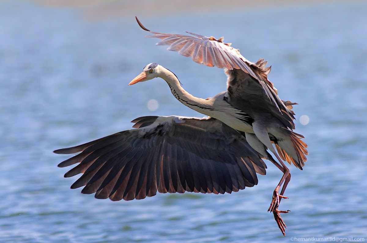 Grey Heron