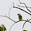 Coppersmith Barbet