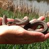 Wandering Garter Snake, Western Terrestrial Garter Snake