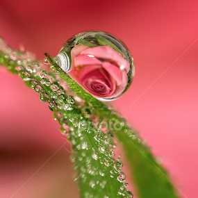 Beautiful rose by Citra Hernadi - Nature Up Close Natural Waterdrops