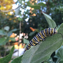 Monarch Caterpillar