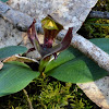 Common Bird Orchid