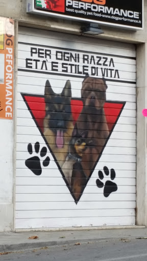 Ancona - Dog Performance