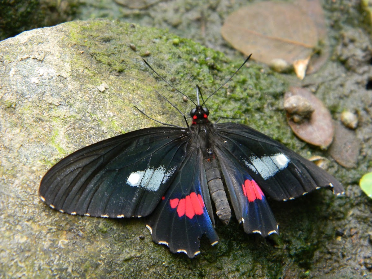 Mariposa Negra - Ruby-spotted Swallowtail butterfly
