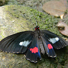 Mariposa Negra - Ruby-spotted Swallowtail butterfly
