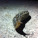 Leopard slug