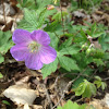 Wild Geranium