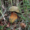 boletus capolus