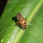 Spotted-eye Hoverfly