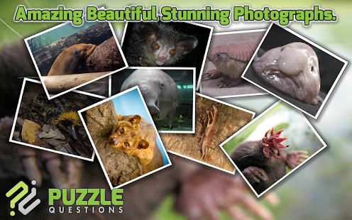 Free Weird Animals Puzzle Game Screenshots 5