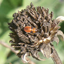 Seed Bug Nymph