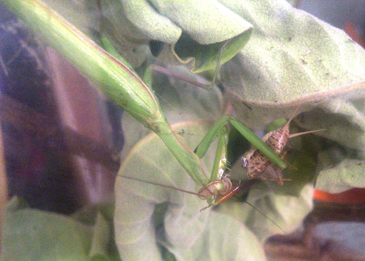 European Mantis eating Cricket