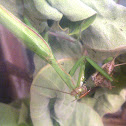 European Mantis eating Cricket