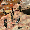 Black-necked Stilt