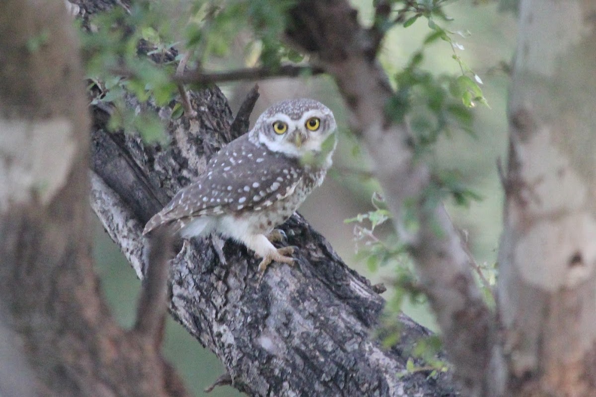 Spotted Owlet