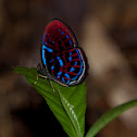The Malay Red Harlequin