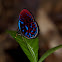 The Malay Red Harlequin