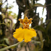 The Two-Leaf Oncidium