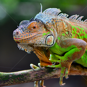 by Ajar Setiadi - Animals Reptiles