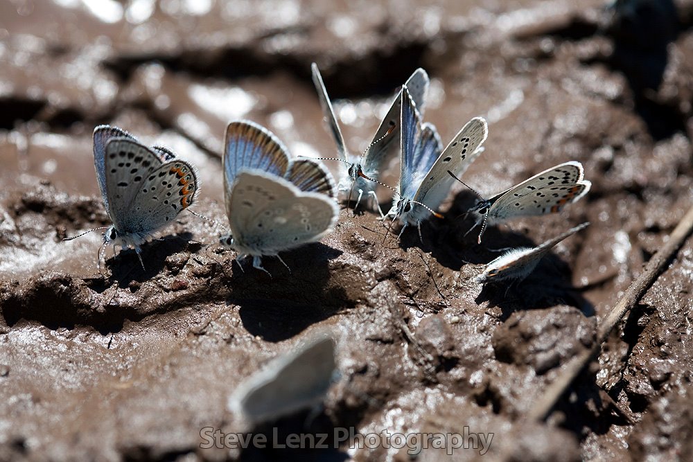 Lupine Blue Butterfly