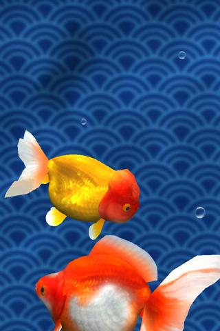 Android application Gold Fish 3D Live Wallpaper screenshort