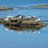 Crested terns