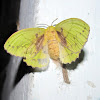 Lappet moth (Female)