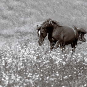 by Larry Rogers - Black & White Animals