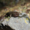 Pacific Giant Salamander