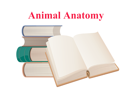 Animal Anatomy E-Book