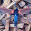 Spotted Oleander Wasp Moth