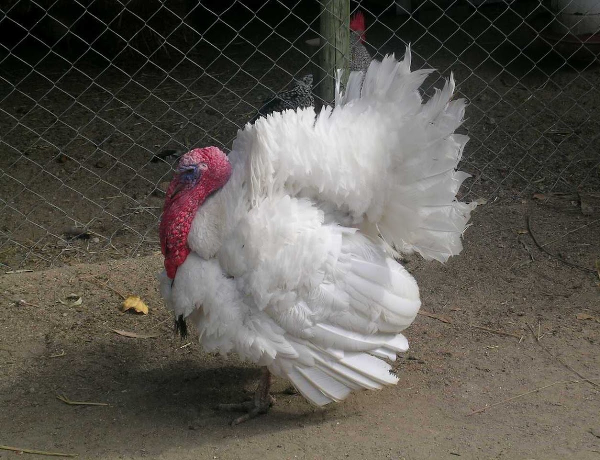 White domestic turkey