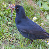 Common Blackbird - Amsel