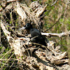 Black Woodpecker (Schwarzspecht)