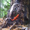 Red Spotted Newt