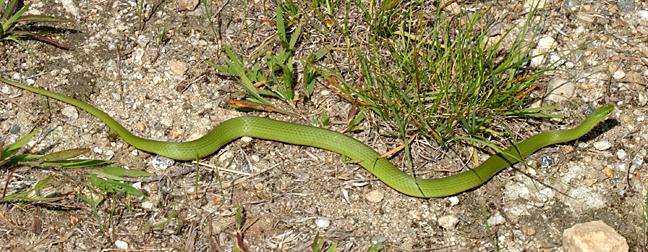 Eastern Smooth Green Snake