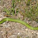 Eastern Smooth Green Snake