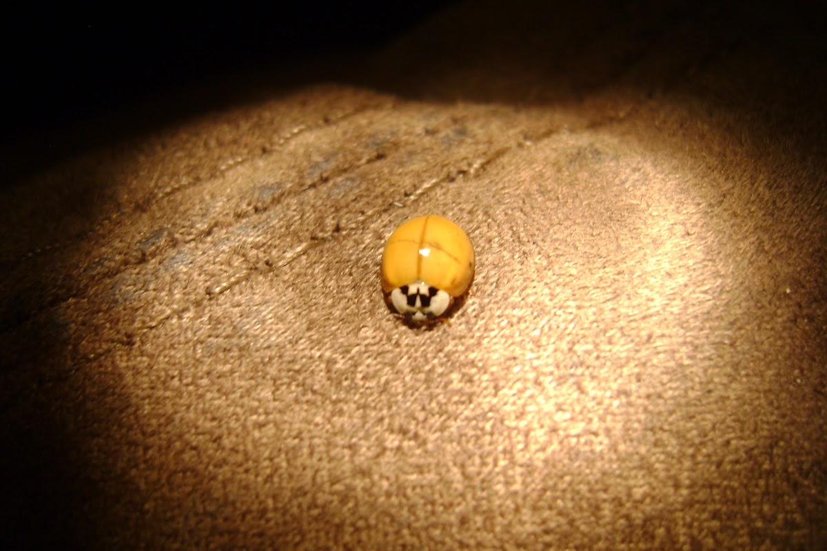 Multicolored Asian Lady Beetle