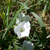 White linum flowers